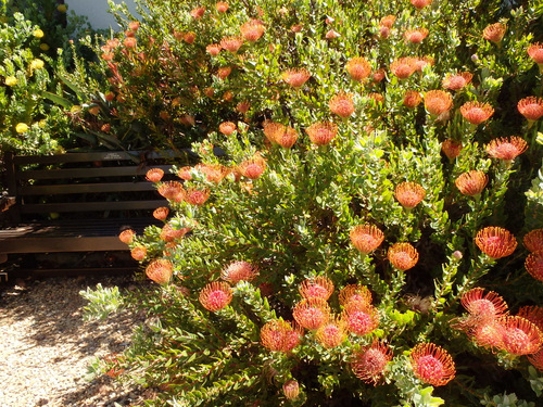 Kirstenbosch National Botanical Garden.